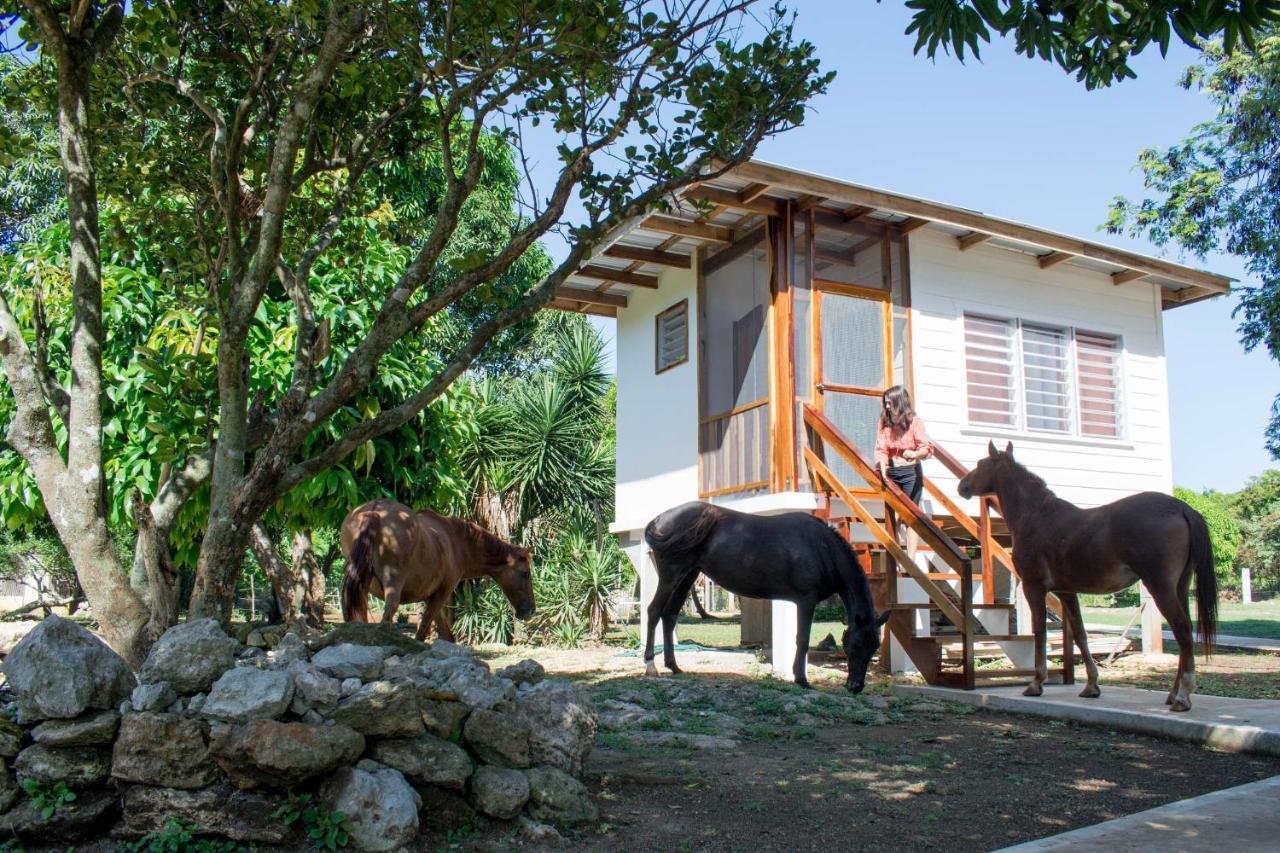 Horse Cottage Sarteneja Zewnętrze zdjęcie