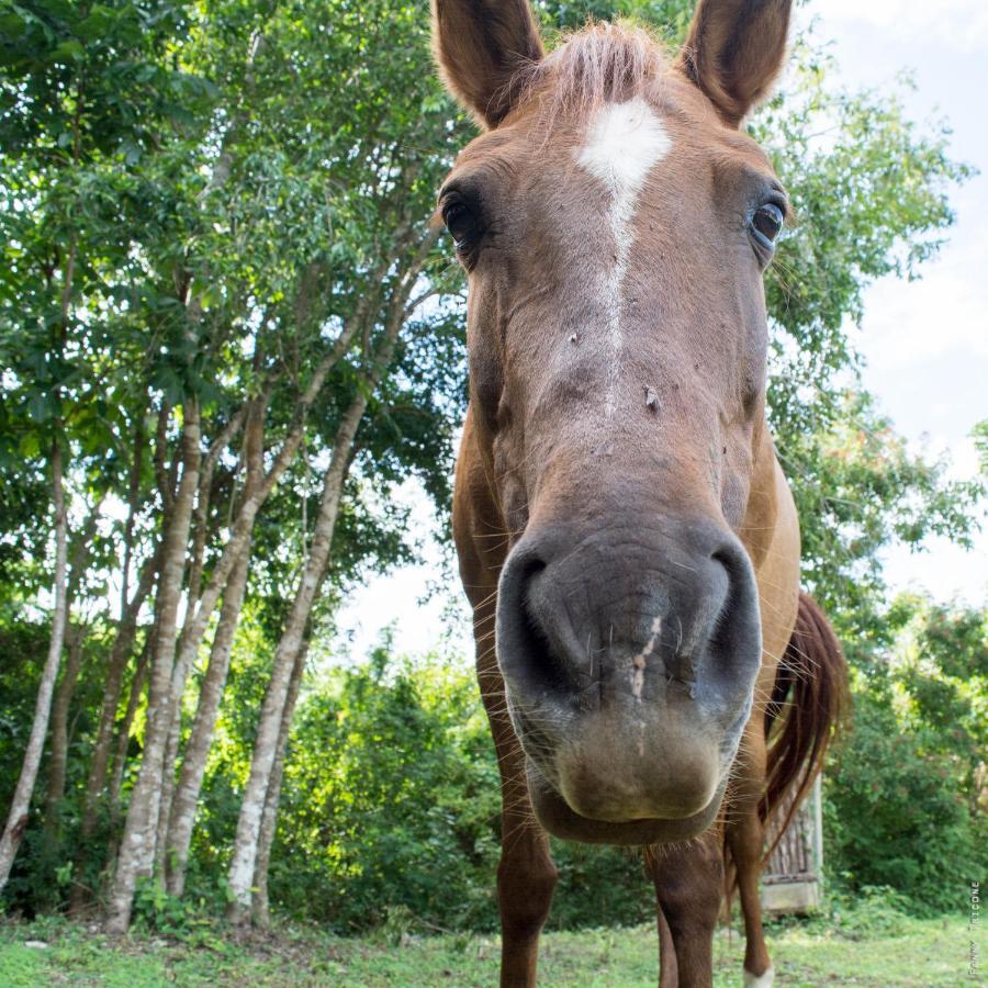Horse Cottage Sarteneja Zewnętrze zdjęcie
