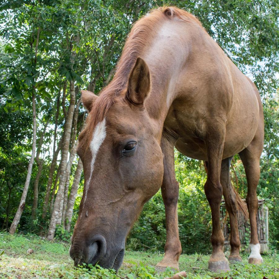 Horse Cottage Sarteneja Zewnętrze zdjęcie
