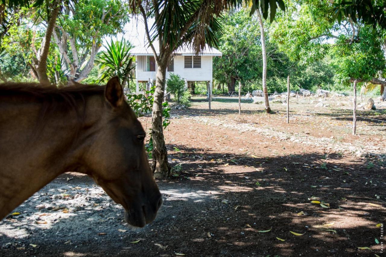Horse Cottage Sarteneja Zewnętrze zdjęcie